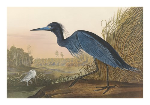 Blue Crane - James Audubon
