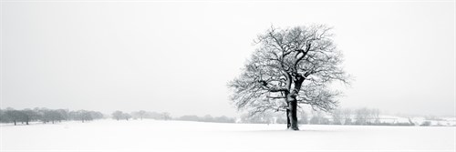 Winter Oaks - Joseph Eta