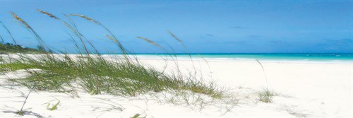 Dune Grasses - Malcolm Sanders