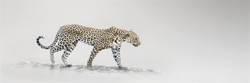 White Leopard - Bobbie Goodrich