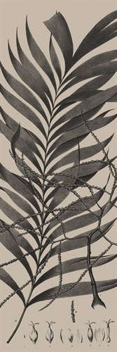 Plantes Exotique I - Maria Mendez