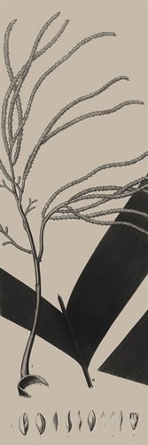 Plantes Exotique III - Maria Mendez