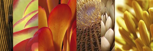 Desert Sun - Mary Karla