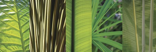 Eco Composition I - Tony Koukos