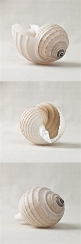 Seashell Trio I - Assaf Frank