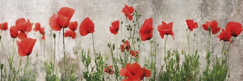 Wild Poppy Panorama - Pete Kelly