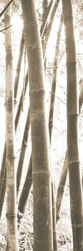 Bamboo Grove IV - Douglas Yan