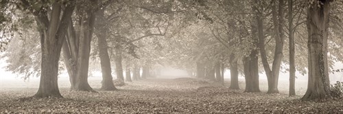 Autumn Pathway - Assaf Frank