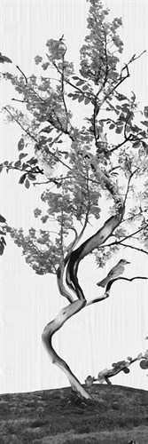 Arcadia - Panel III - Amy Shaw