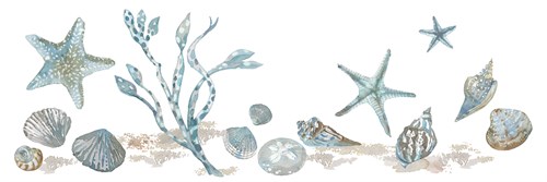 Sea Treasures - Shells - Sandra Jacobs