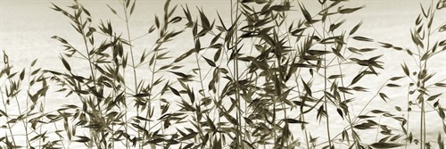 Patmos Organics VII - Tony Koukos