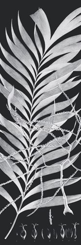Plantes Exotique I - Noir - Maria Mendez