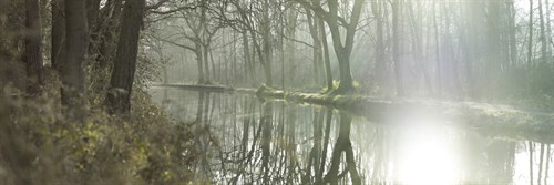 Woodland Light - Assaf Frank