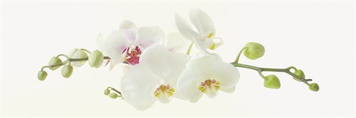 Orchidea - Katja Marzahn