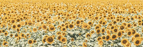 Floral Sunshine - Florian Schleinig