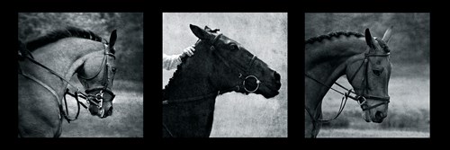 Horse Triptych - Pete Kelly