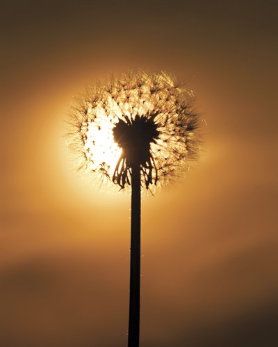 Dandelion Glow - Andreas Stridsberg