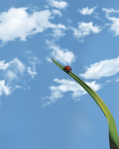 Flying High - Andreas Stridsberg
