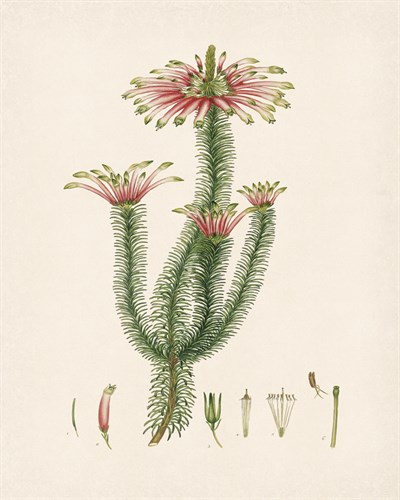 Erica Coronata - The Vintage Collection
