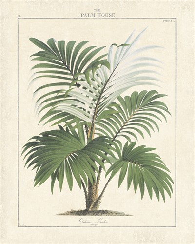 The Palm House I - The Vintage Collection