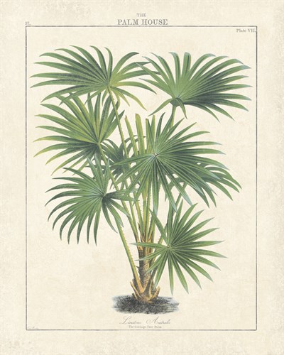 The Palm House II - The Vintage Collection