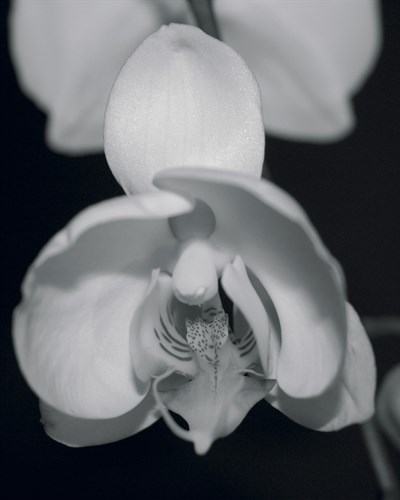 Night Orchid I - Tony Koukos