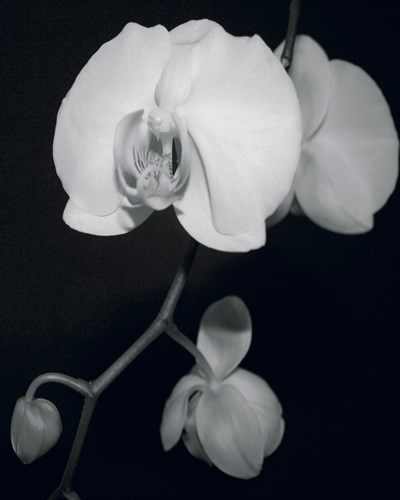 Night Orchid III - Tony Koukos