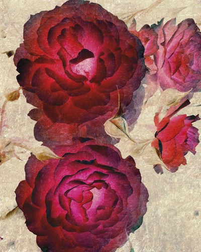 Champagne Floral I - Collezione Botanica