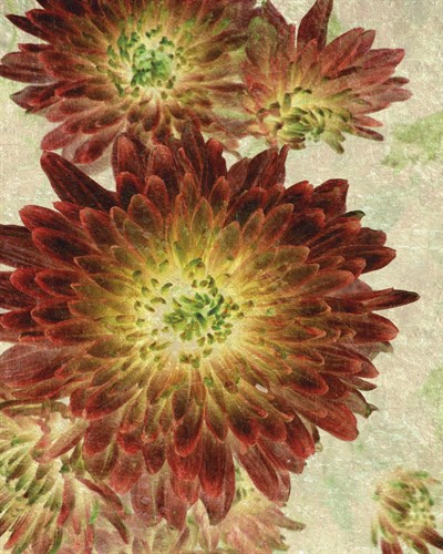 Champagne Floral III - Collezione Botanica