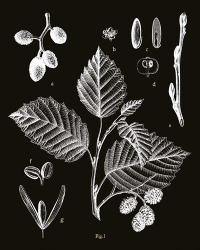 Botanicus Foli - Maria Mendez