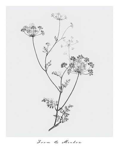 From the Meadow - Maria Mendez