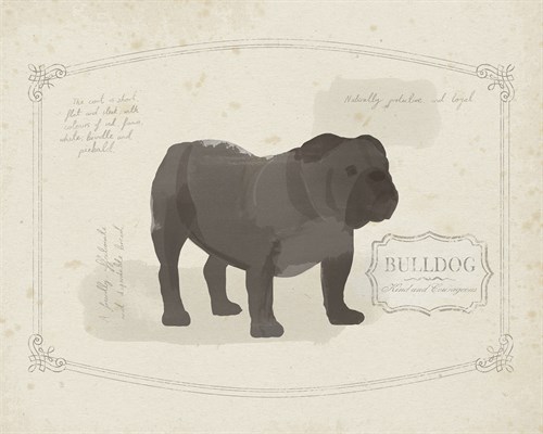 Dog Club - Bulldog - Clara Wells