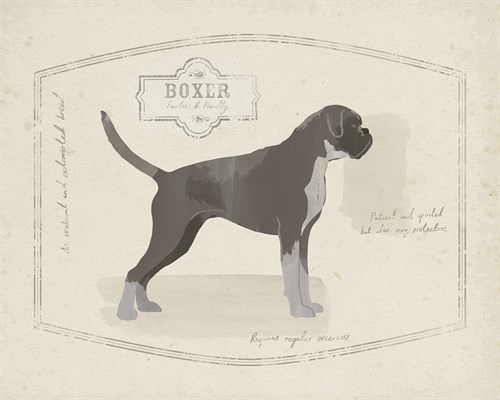 Dog Club - Boxer - Clara Wells