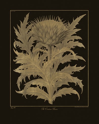 Botanicus - Cardoon - Maria Mendez