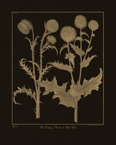 Botanicus - Nodding Thistle - Maria Mendez