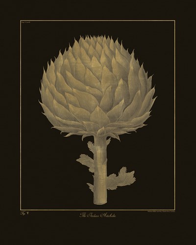 Botanicus - Italian Artichoke - Maria Mendez