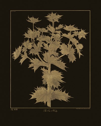 Botanicus - Sea Holly - Maria Mendez