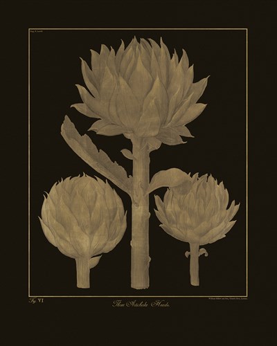 Botanicus - Artichokes - Maria Mendez
