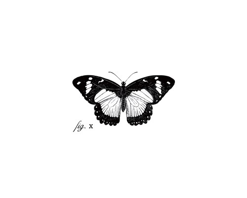 Butterfly Sketch - The Chelsea Collection