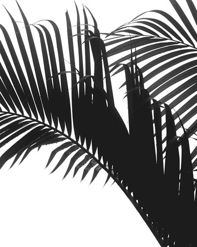 Linear Frond II - Bill Philip