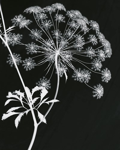 Allium Silhouette I - Ella Lancaster