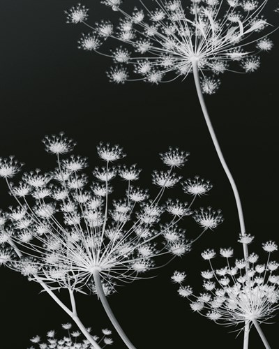 Allium Silhouette II - Ella Lancaster