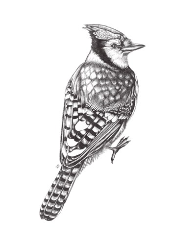 Linear - Blue Jay - Lucy Francis