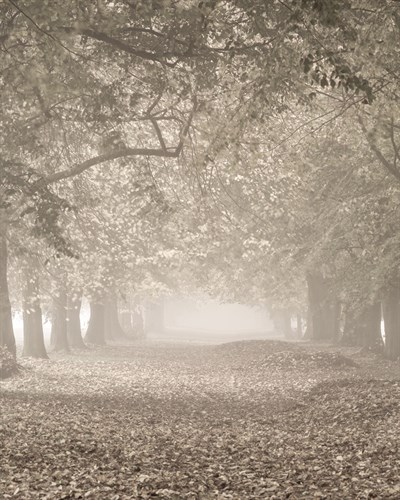 Autumn Path - Detail II - Assaf Frank