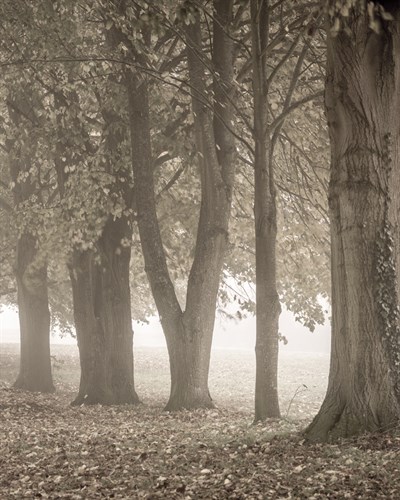 Autumn Path - Detail III - Assaf Frank
