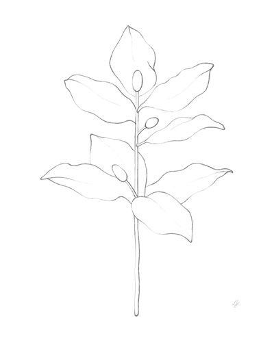 Garden Medley - Magnolia - Lucy Francis