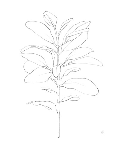 Garden Medley - Lamb's Ear - Lucy Francis