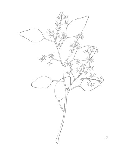 Garden Medley - Eucalyptus - Lucy Francis