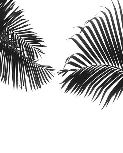 Linear Frond Focus - Bill Philip