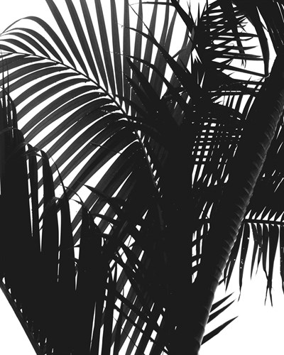 Linear Palm II - Bill Philip